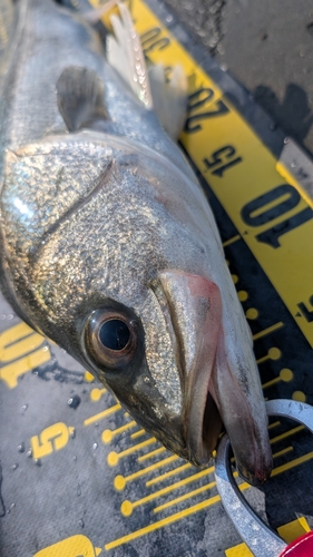 シーバスの釣果