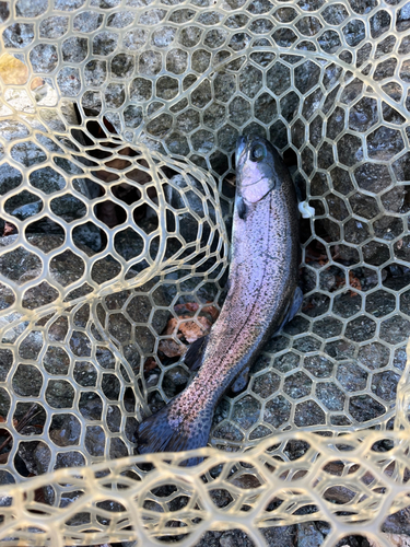 ニジマスの釣果