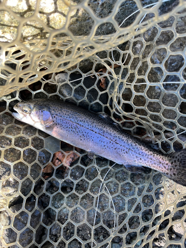 ニジマスの釣果