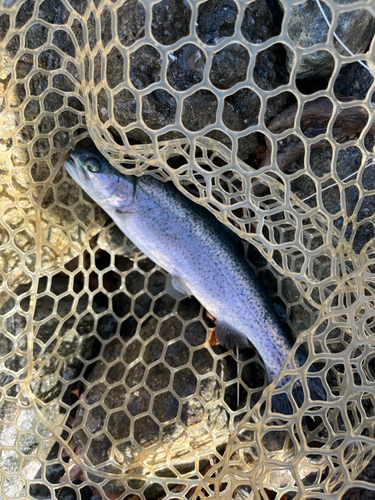 ニジマスの釣果