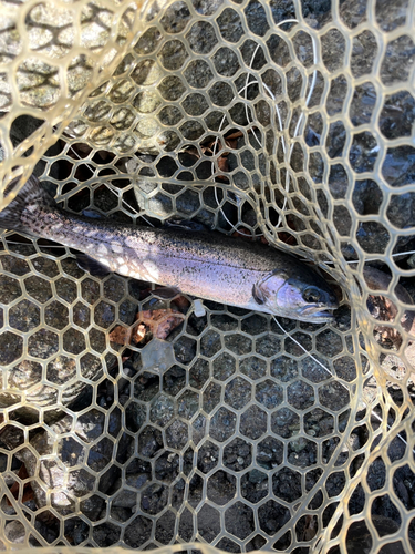 ニジマスの釣果