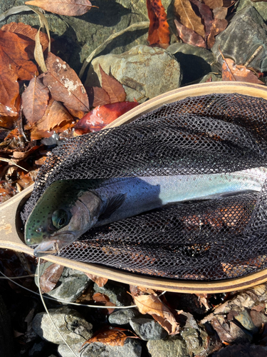 ニジマスの釣果