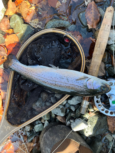 ニジマスの釣果