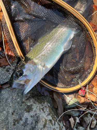 ニジマスの釣果