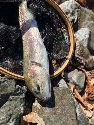 ニジマスの釣果