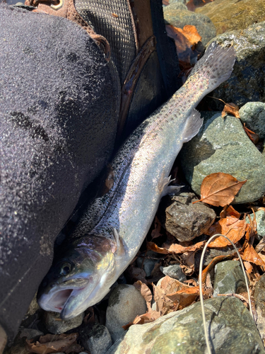 ニジマスの釣果