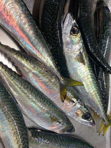 サバの釣果