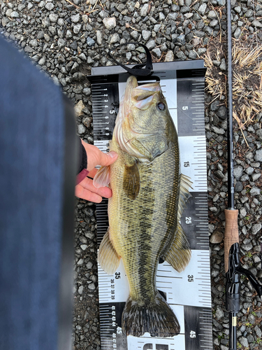 ブラックバスの釣果