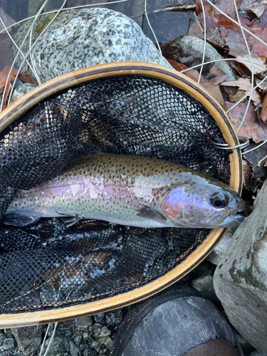 ニジマスの釣果