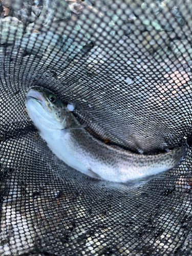 うらたんざわ渓流釣場