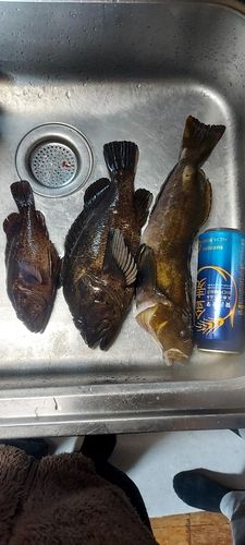 アイナメの釣果