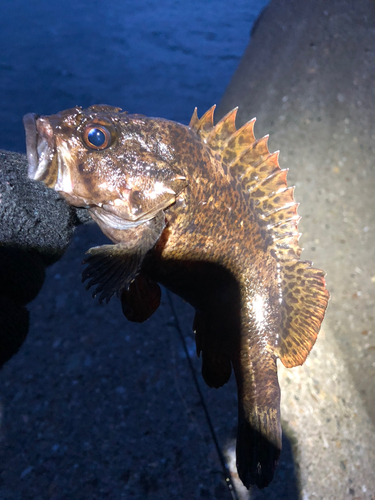 クロソイの釣果