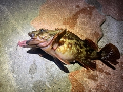 カサゴの釣果