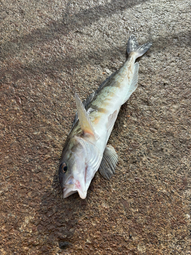 ホッケの釣果