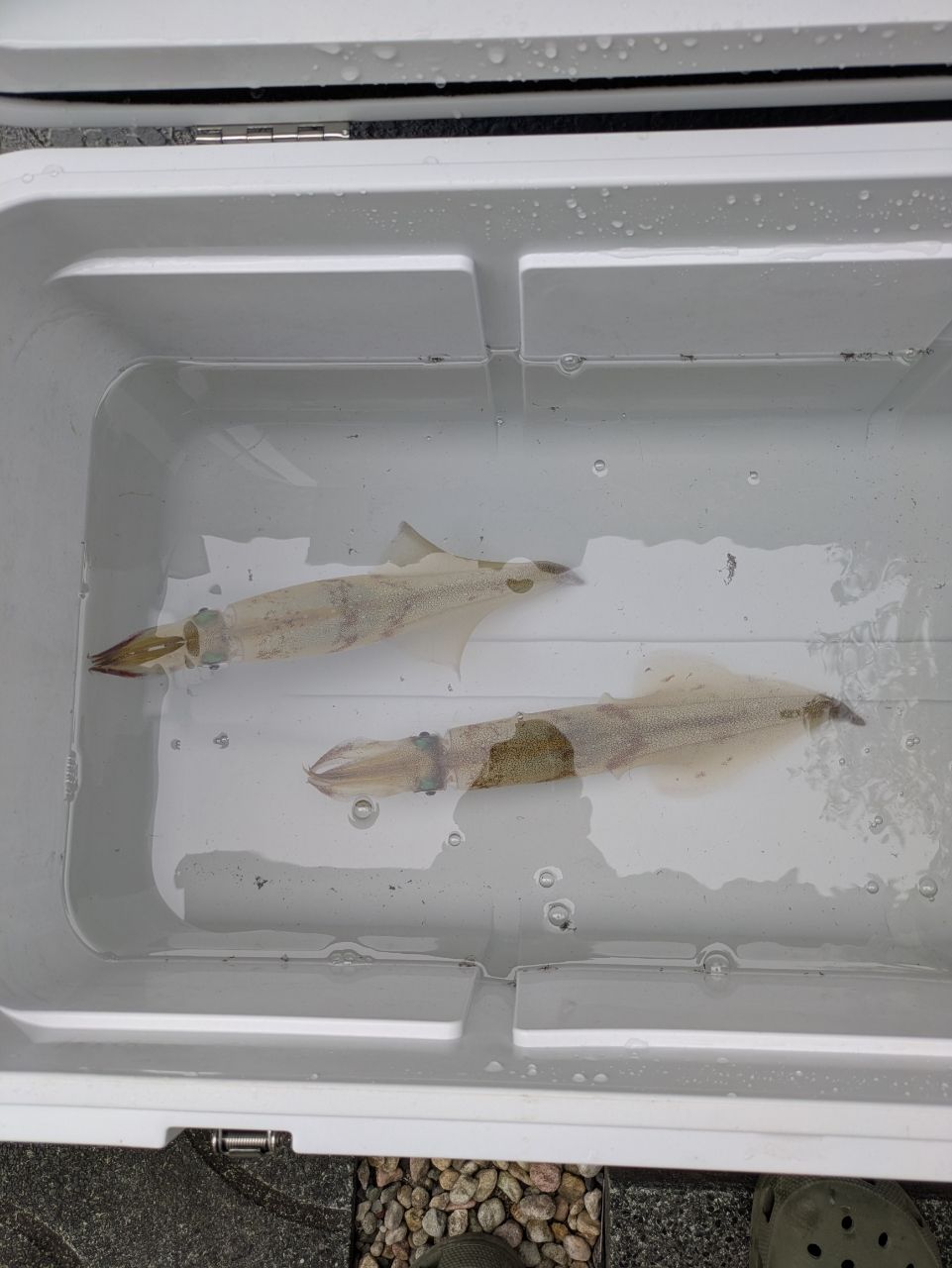 Y.azumaさんの釣果 1枚目の画像