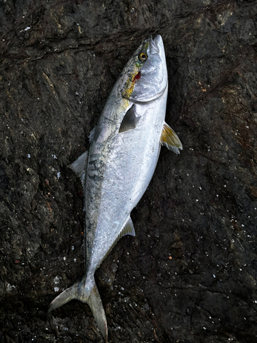 ヤズの釣果