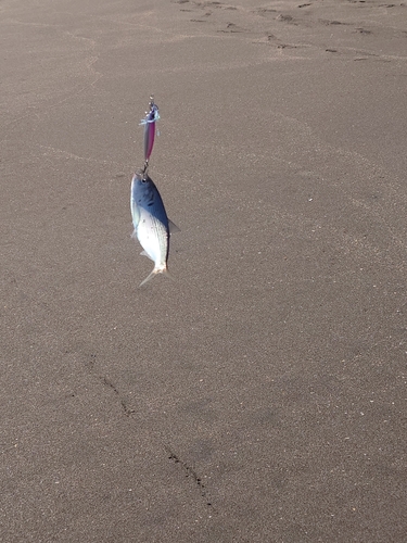 コノシロの釣果