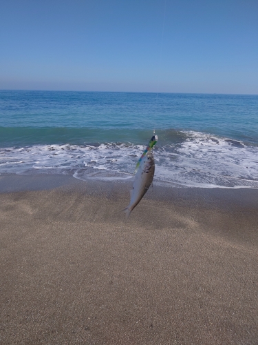 コノシロの釣果