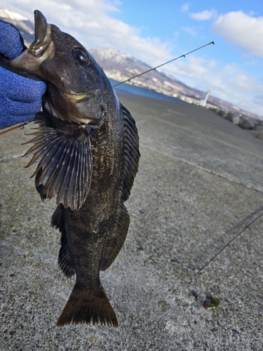 アイナメの釣果