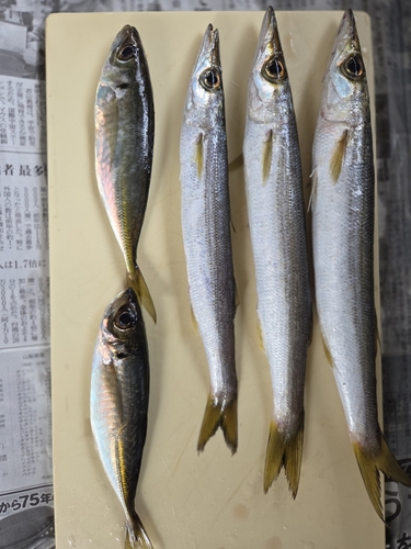 カマスの釣果