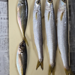 カマス