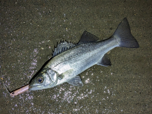 セイゴ（マルスズキ）の釣果