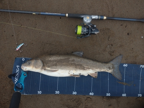 マルタウグイの釣果