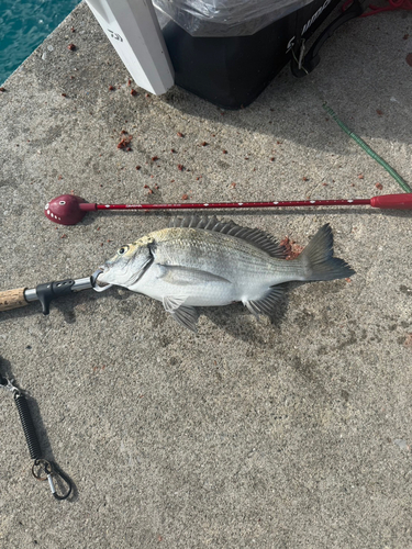 ミナミクロダイの釣果