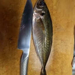 アジ