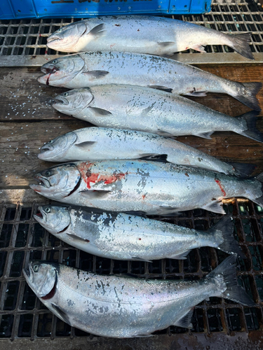 サクラマスの釣果