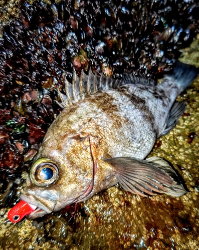 シロメバルの釣果