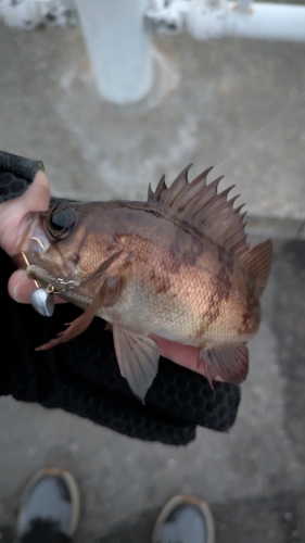 メバルの釣果