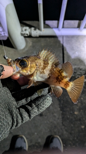 メバルの釣果