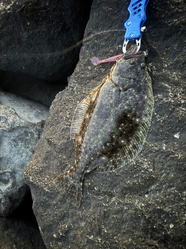 ヒラメの釣果