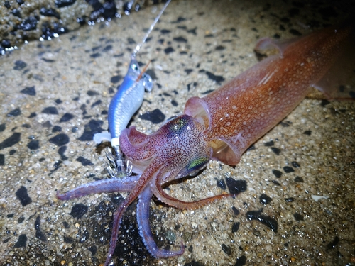 ヤリイカの釣果