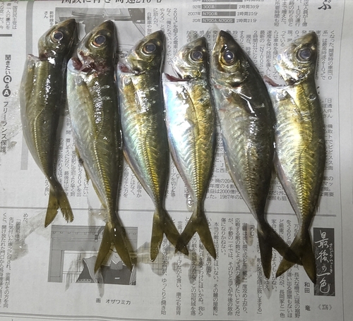 アジの釣果