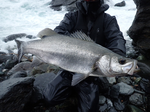 ヒラスズキの釣果