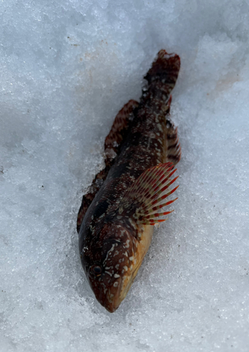 クジメの釣果