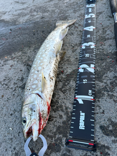 アメマスの釣果