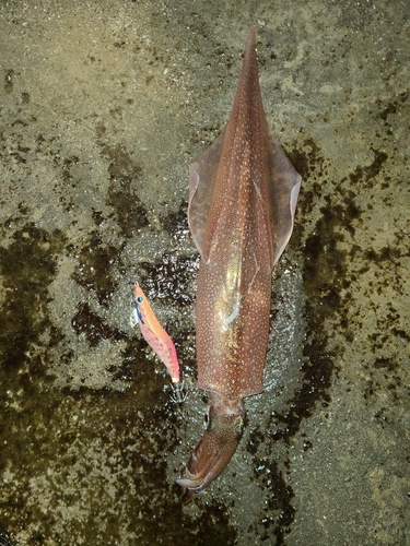 ヤリイカの釣果