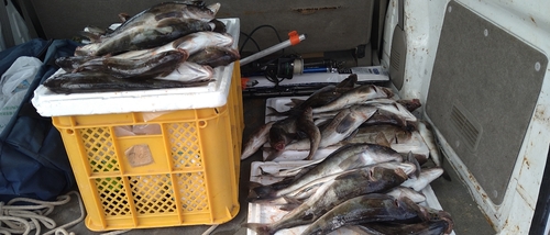 ホッケの釣果