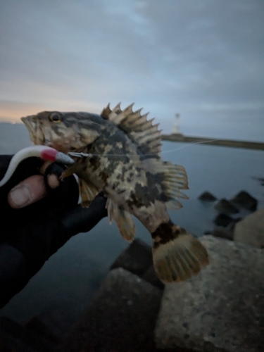 タケノコメバルの釣果