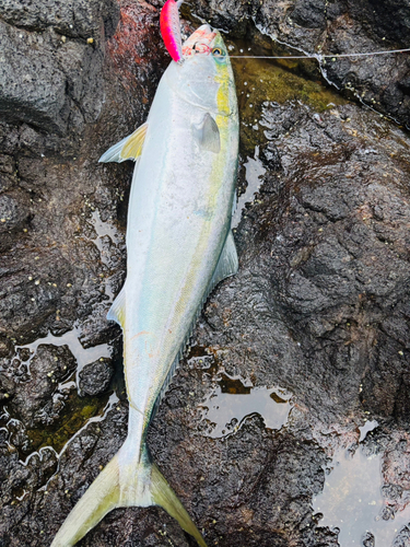 ブリの釣果