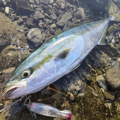 イナダの釣果