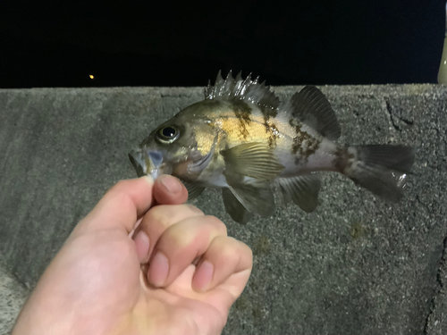 アオメバルの釣果