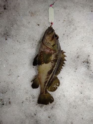 アイナメの釣果