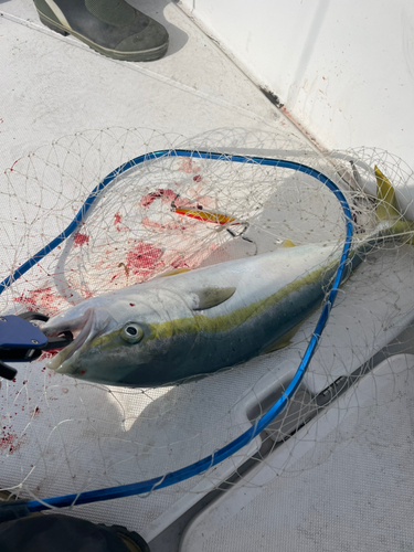 ワラサの釣果