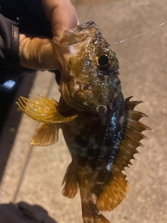 アラカブの釣果