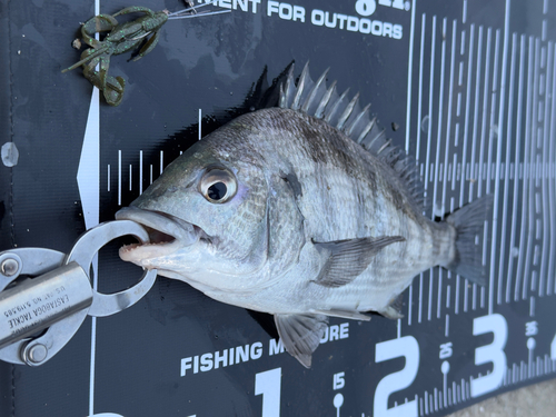 チヌの釣果