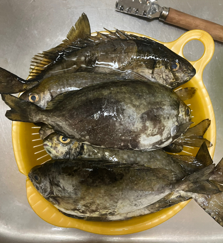 アイゴの釣果